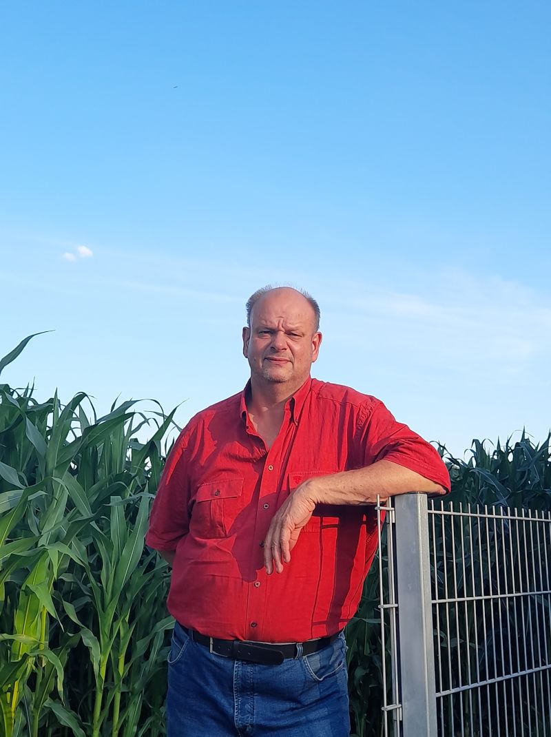 GlattblattAster GlattblattAster